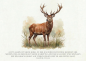 Preview: Postkarte "Hirsch"